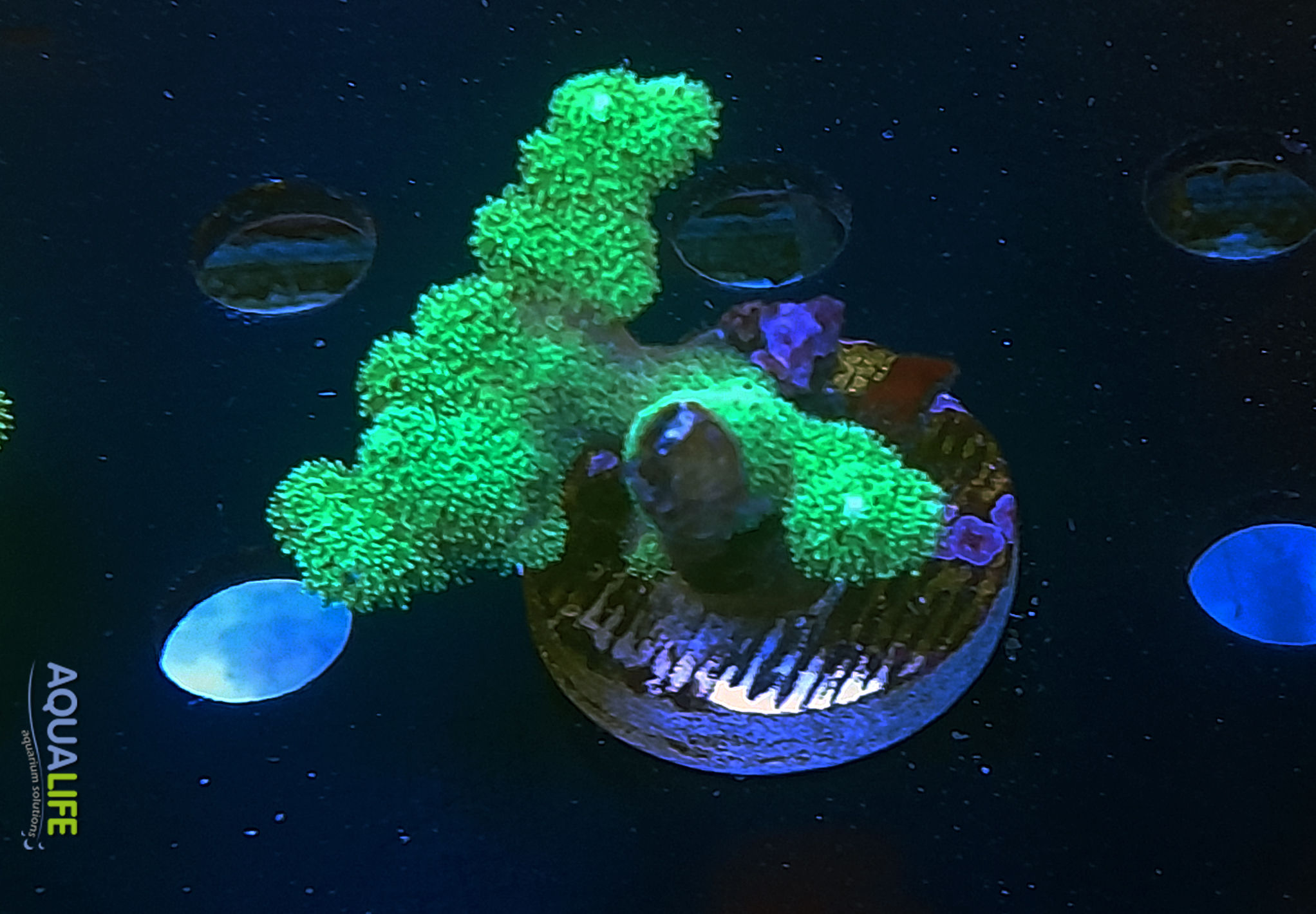 Pocillopora verde