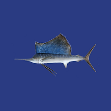 Pelagic.png