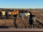 IMG_6719.jpeg