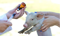 Giving a livestock animal antibiotics.