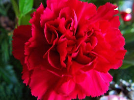 carnation.jpg