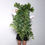 Thumbnail: Artificial Hanging Fittonia Albivenis Green 110 cm