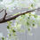 Thumbnail: Artificial Bougainvillea Tree White 320 cm
