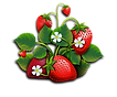 fraises.png