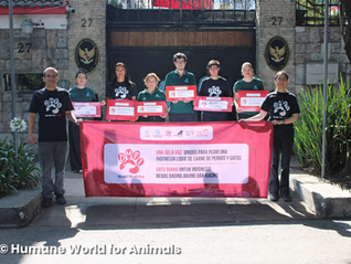 Animal campaigners join global hand in of 700,000 petition signatures across 11 countries to end Indonesia’s cruel dog and cat meat trade