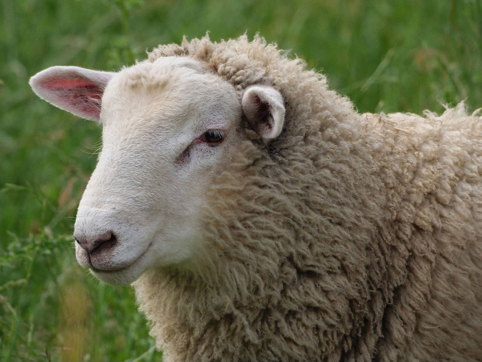 Vista de una granja sostenible con animales felices