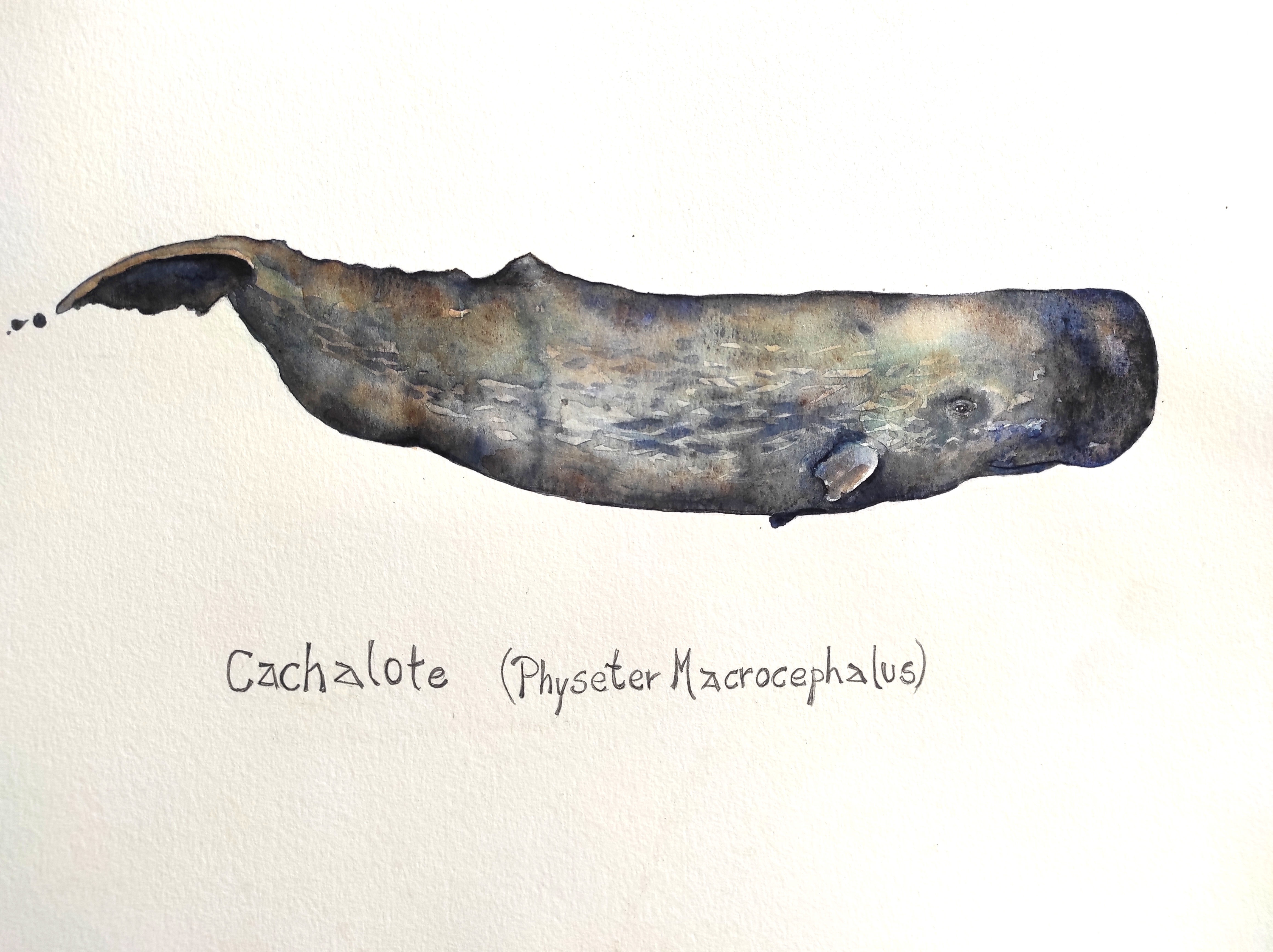 Sperm whale (Physeter macrocephalus)