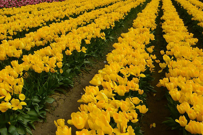 tulips-5044875_1920.jpg