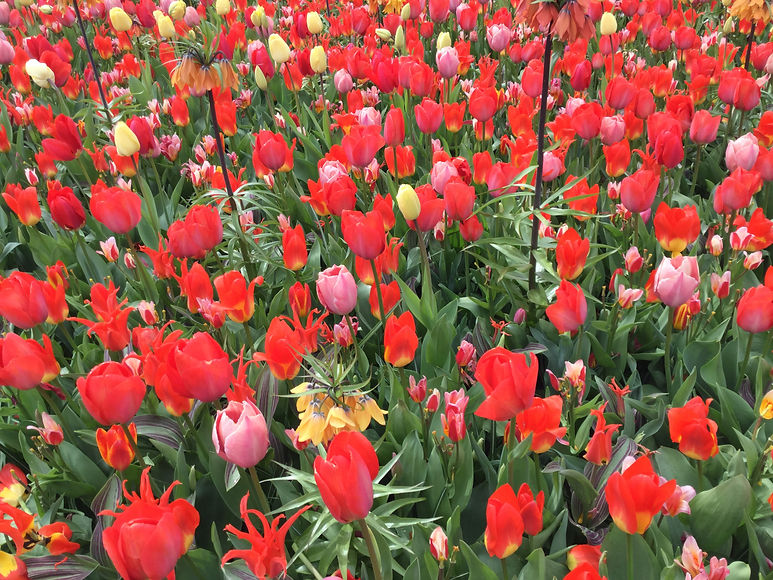 Tulips.jpeg