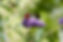sai butterflies.jpg
