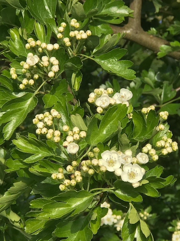 hawthorn.jpeg