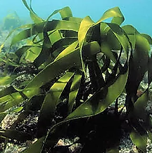 Bio-littoral_SLMLV.webp