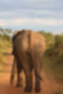 Butt_Elephant 4.JPG