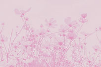 white and pink flowers under blue sky during daytime_edited_edited_edited_edited.jpg