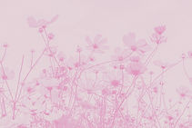 white and pink flowers under blue sky during daytime_edited_edited_edited_edited.jpg