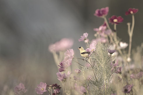Bird perched on flowers_edited_edited.jpg