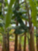Crops IMG_5486.jpeg