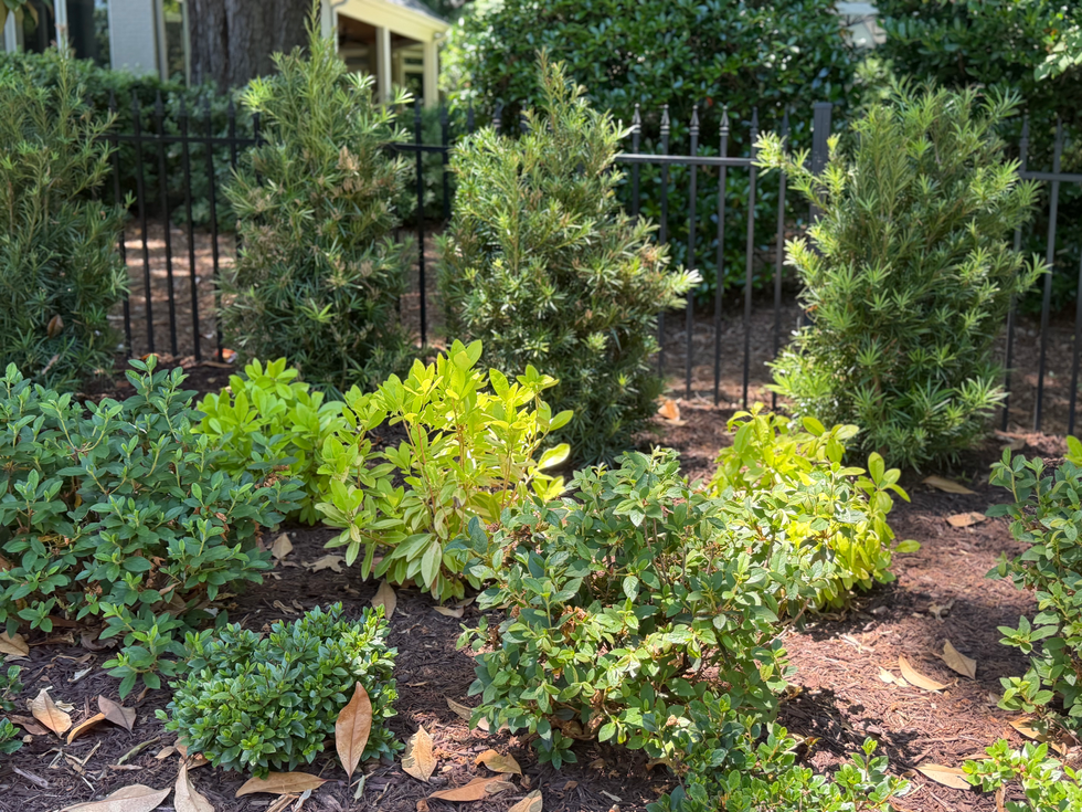 Gibson Side Yard.HEIC
