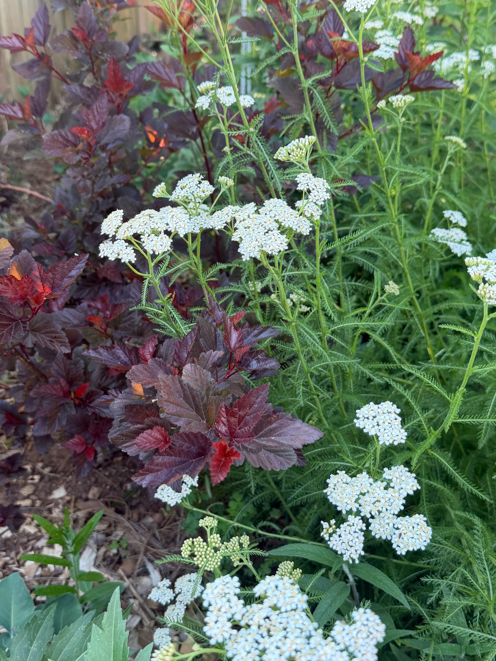 Ninebark and Yarrow.HEIC