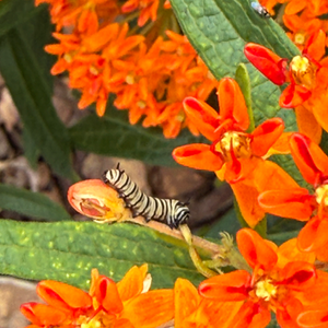 Native Plant Installations