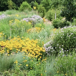 Native Meadow
