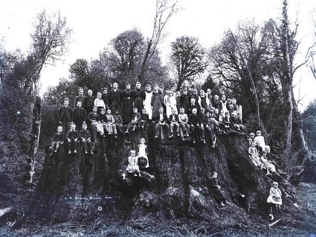 Fieldbrook stump, Ericson Collection at Humboldt State University.jpg