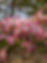pink dogwood