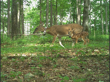doe fawn.jpg