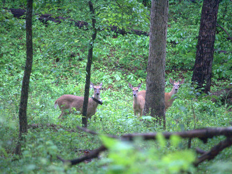 Arkansas CWD Deer Study Ending