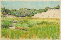 Provincetown Marsh