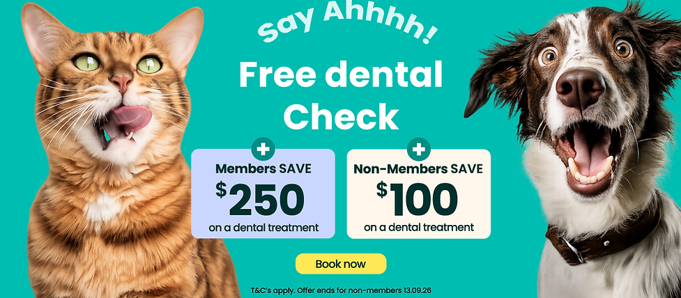 dental-aug-26-1200x600.png