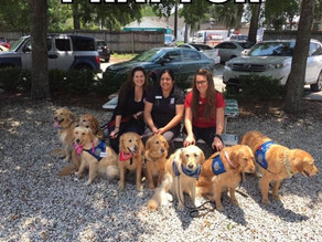 Cachorros vão até Orlando para ajudar vítimas de tiroteio