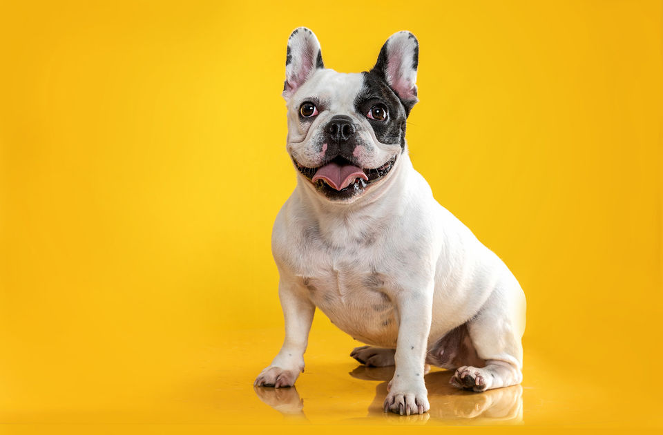 FMBulldog frances  branco com mancha preta em redor do olho em ensaio fotografico pet, em fundo amarelo