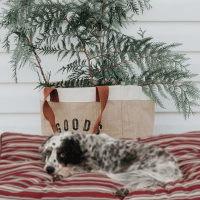 dog laying on red striped bed