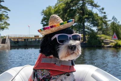 The Importance of Dog Life Jackets