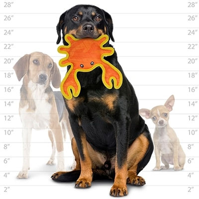dog holding orange duraforce crab