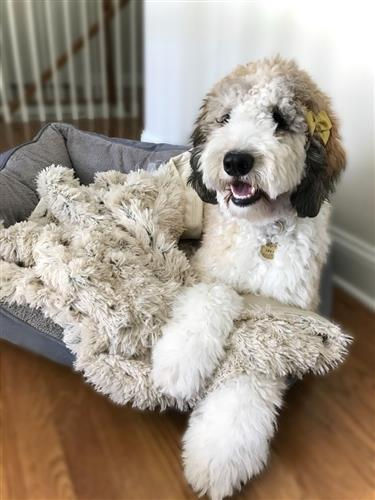 Dog with waterproof dog blanket
