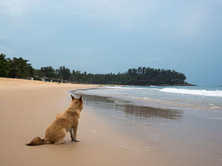 Preparing for Hurricane Season:  Getting Your Pet Ready