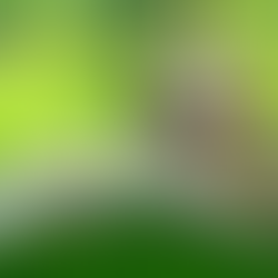 How to Cool Down a Dog:  12 Products to Keep Your Dog Cool 