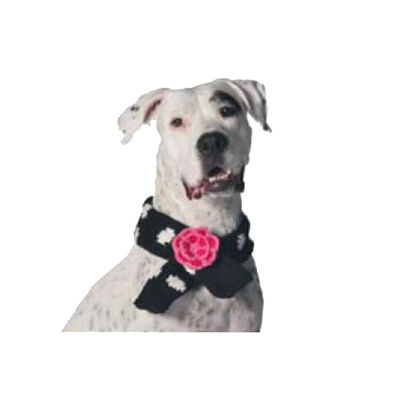 dog wearing dog scarf