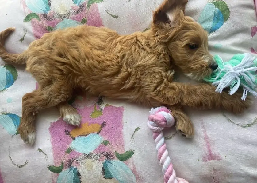 dog laying on pink monet dog bed