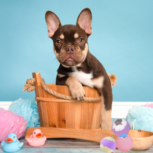 Pampering Your Pooch: Bath Bombs for Dogs