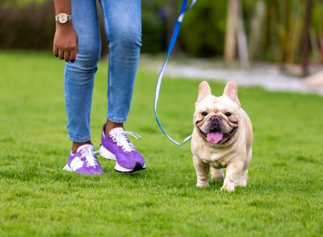 2024 National Walk the Dog Day: A Day of Fun and Wellness!