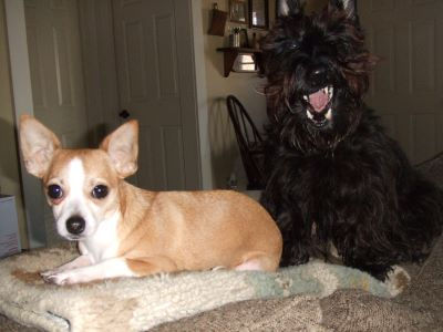 Picking a Doggie Name