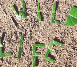 Wild Life