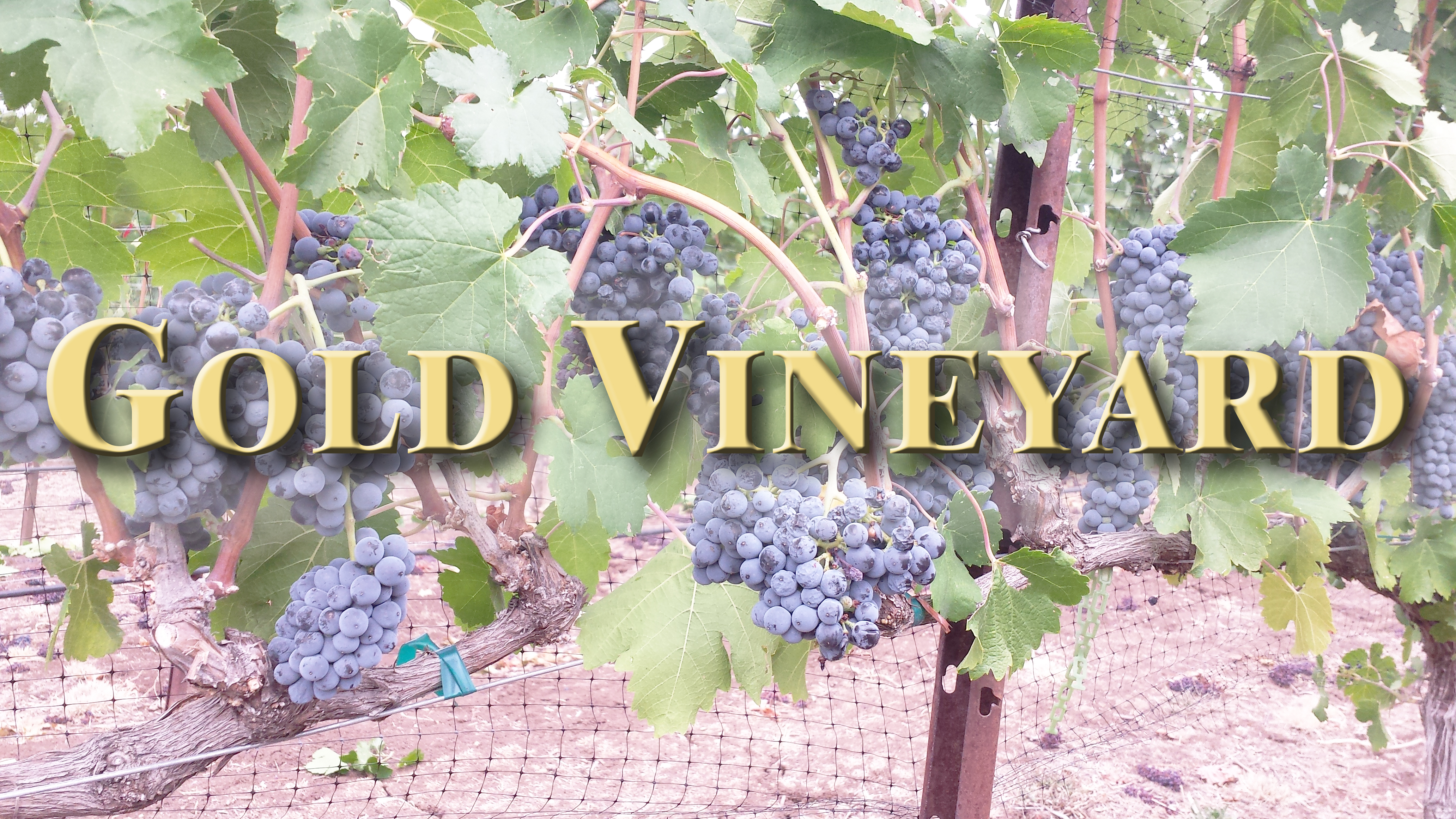 Gold Vineyard