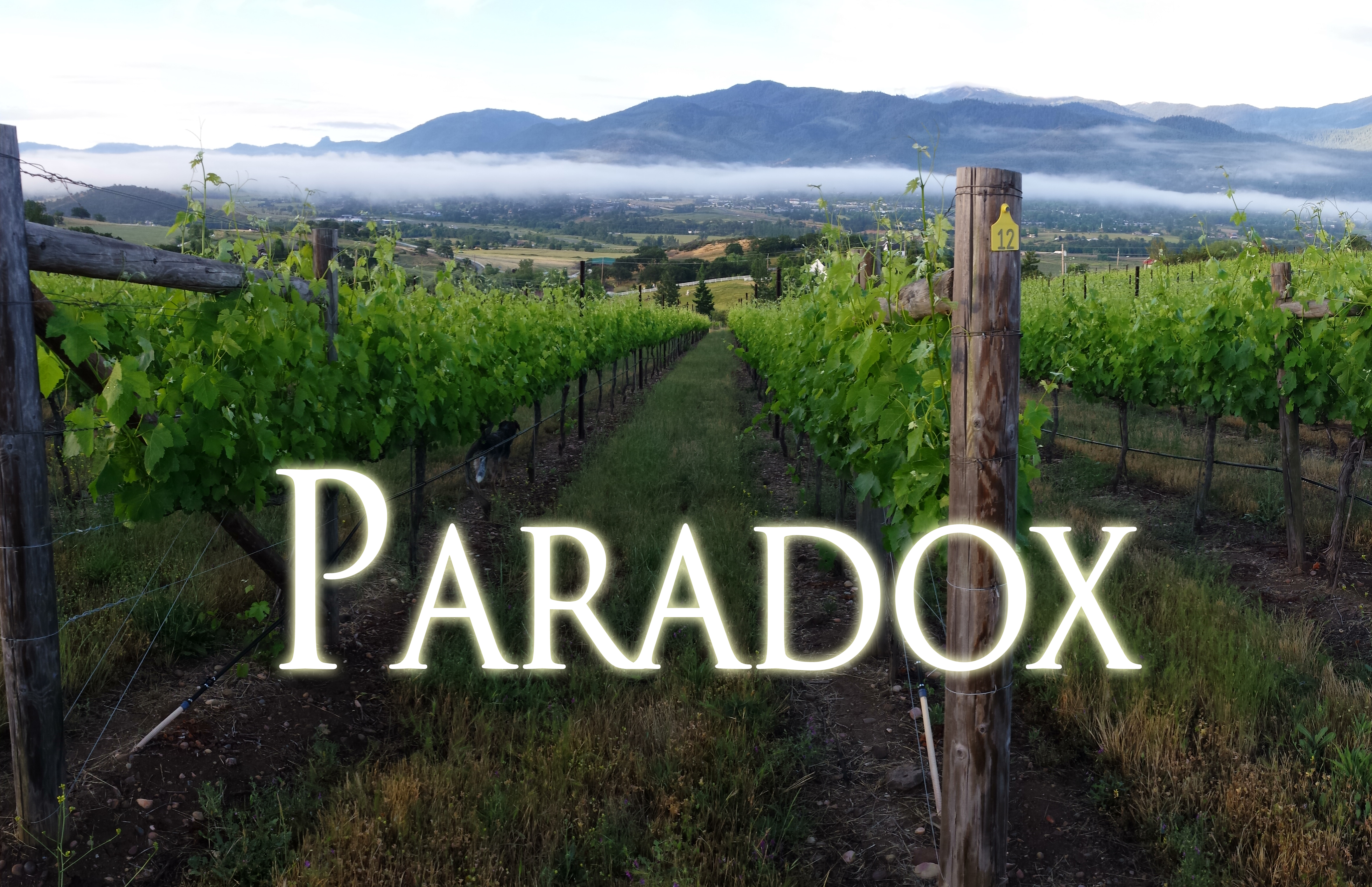 Paradox Vineyard