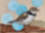 Endangered-Alberta_Piping-Plover_5x7_mix