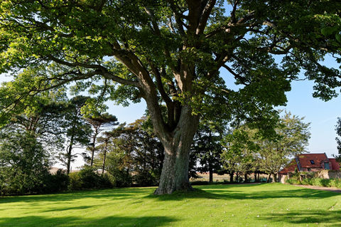 tree-g9f0995330_1920.jpg