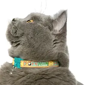 kittyrama cat.webp